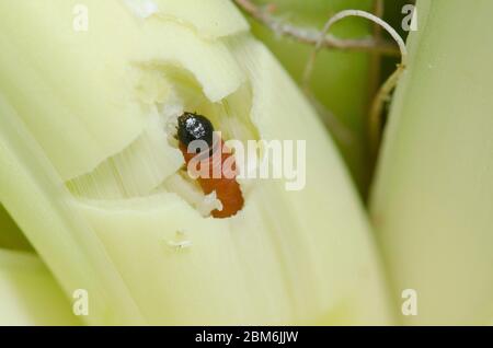 Yucca Giant-Skipper, Megathymus yuccae, first instar larva feeding and burrowing into Arkansas Yucca, Yucca arkansana Stock Photo