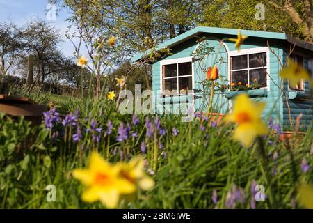 Turquoise blue children's wooden shed summer house in a spring garden in Kent, UK Stock Photo