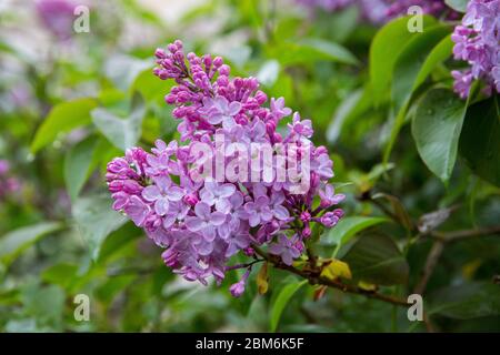 Lilac flowers in early summer in Kent, UK Stock Photo