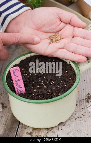 Sowing radish seeds in an old enamel pan to lessen use of plastic in gardening. Raphanus sativus 'French Breakfast'. Stock Photo