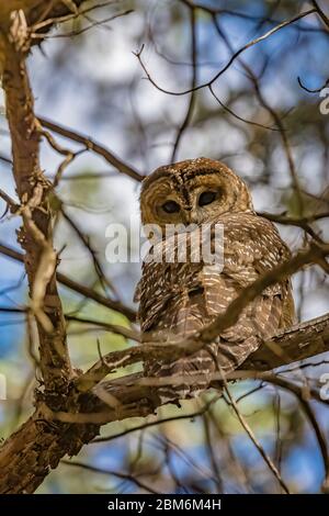 Mexican Spotted Owl, Strix occidentalis lucida, a threatened species, perched in a tree along the Cliff Dweller Trail in Gila Cliff Dwellings National Stock Photo