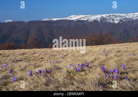 Spring landscape sunny day. Crocus flowers in the mountains. Carpathians, Ukraine, Europe Stock Photo