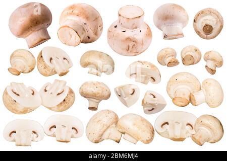 Fresh champignon mushrooms isolated on white background. Champignon mushroom slices. Big set of flying cut fresh mushrooms slices and quarters Stock Photo