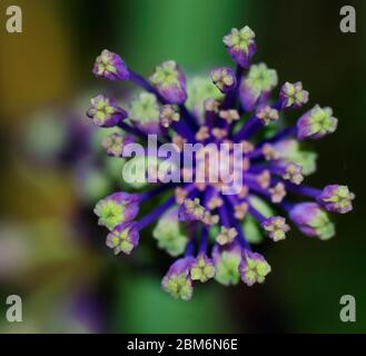 detail of stamen of purple Tassel hyacinth wildflower, Leopoldia comosa, on green blurred background Stock Photo