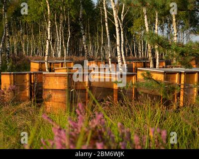 Beehives standing between the pines on the heathland. Early morning light. Selective focus. Stock Photo
