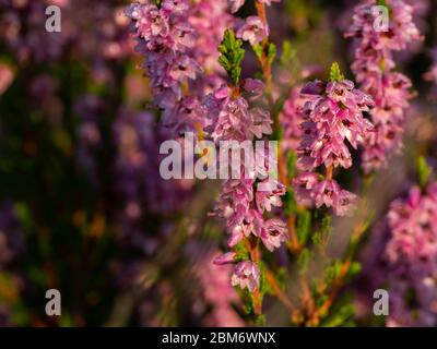 Morning dew on the heather flowers. Beautiful morning light of sunrise. Selective focus. Stock Photo