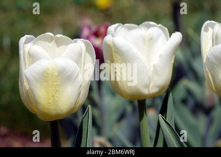 White Tulips "Antarctica" Stock Photo