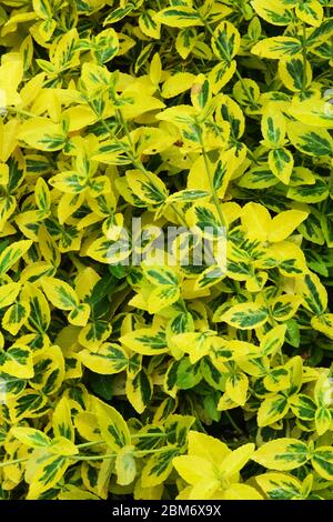 Euonymus fortunei 'Emerald Gold' Stock Photo