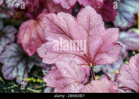 Heuchera 'Georgia Plum' Heuchera Leaf Purple Hardy Plant Stock Photo