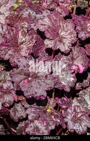 Heuchera Leaves Dark Burgundy Foliage Splashed Strong Pink Garden Coral Bells Heucheras Perennial Spring Hardy Plant Beautiful Heuchera "Midnight Rose Stock Photo