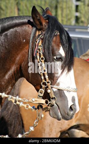 Face portrait of a beautiful bay criollo horse with blaze wearing a traditional bridle Stock Photo