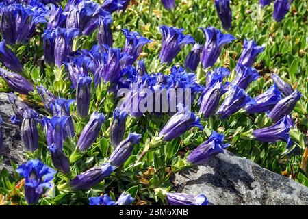 Blue Stemless Gentian Gentiana acaulis rockery Stock Photo