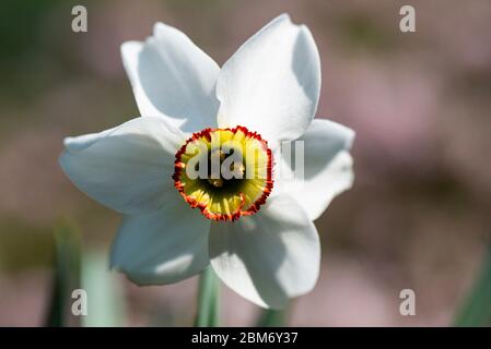 The flower of a old pheasant's eye daffodil (Narcissus poeticus var. recurvus) Stock Photo