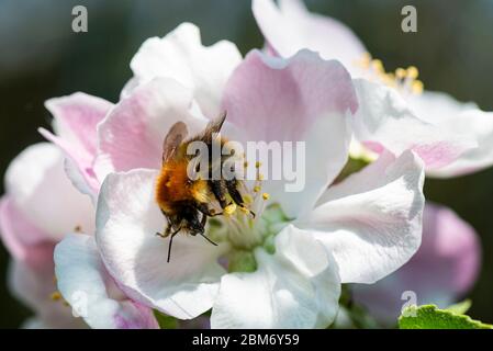 A bumble bee (Bombus) on the blossom of an apple tree (Malus domestica) Stock Photo