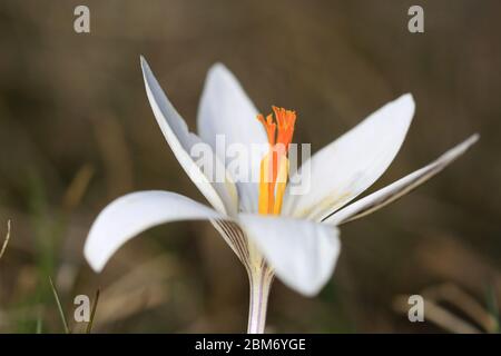 macro photo of nice sping wild crocuse on meadow Stock Photo