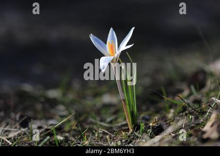 first sping wild crocuse flower on meadow Stock Photo