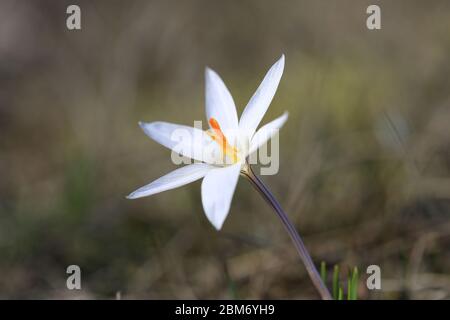 beauty first sping wild crocuse flower macro photo Stock Photo