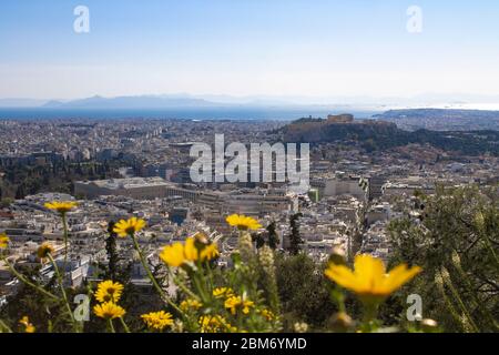 View of Acropolis Parthenon temple trough yellow flowers from the top in Athens, Greece.