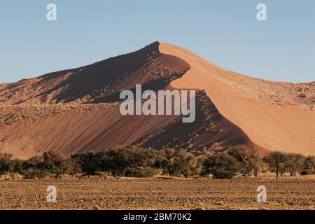 Mountainous sand-dunes and camelthorn acacia trees in the Namib desert in the Namib-Naukluft National Park of Namibia
