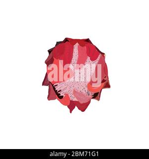 Isolated protea. Hand drawn red tropical flower vector illustration Stock Vector