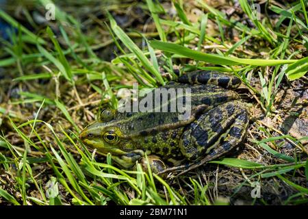Close-up of a Frog hiding in the grass Stock Photo