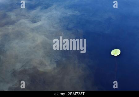 Cloud of tall oil soap , from carpet washing , spreading underwater on lake water , Finland Stock Photo