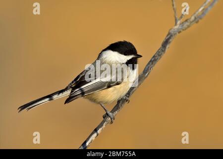 A wild Black-capped chickadee ' Parus gambeli', perched on a branch in rural Alberta Canada. Stock Photo