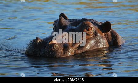 This photo was taken in the Zambezi river, Zimbabwe Stock Photo