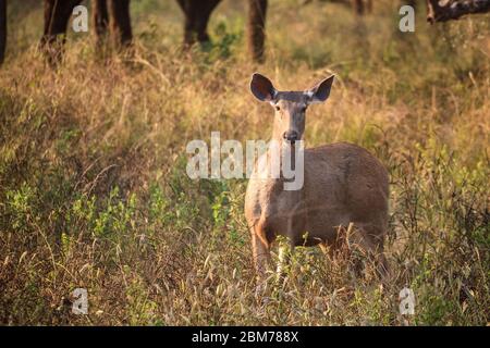 A female Sambar deer in Sariska Tiger Reserve in Rajasthan, India Stock Photo