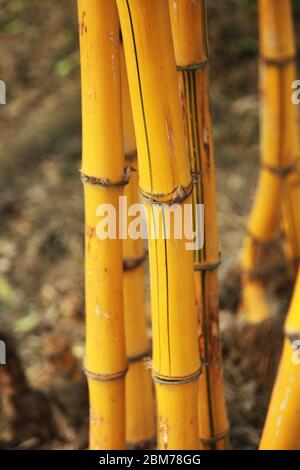 Bamboo Picture, Bamboo forest, Bamboo for poles, Nile River Plants, zen wall mural, Solid Bamboo, a Beautiful and Versatile, (Photo ©Saji Maramon) Stock Photo