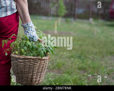 Caucasian woman in red trousers, a plaid shirt and gloves holds a basket with tomato seedlings in her hand Stock Photo