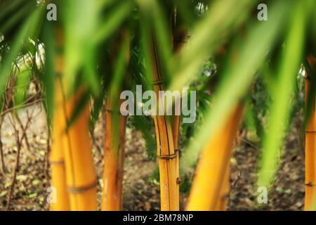 Bamboo Picture, Bamboo forest, Bamboo for poles, Nile River Plants, zen wall mural, Solid Bamboo, a Beautiful and Versatile, (Photo ©Saji Maramon) Stock Photo