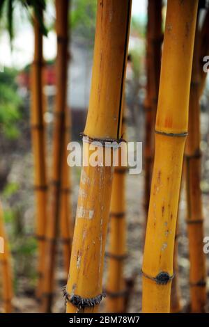 Bamboo Picture, Bamboo forest, Bamboo for poles, Nile River Plants, zen wall mural, Solid Bamboo, a Beautiful and Versatile, (Photo ©Saji Maramon) Stock Photo