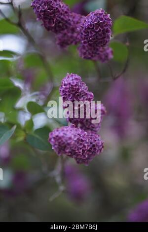 Syringa vulgaris (lilac or common lilac) is a flowering plant in the olive family Oleaceae, Grown for its scented pink flowers in spring, this large s Stock Photo