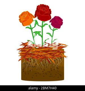 Mulch gardening concept with rose, mulch isolated on white background. Agriculture countryside outdoor seasonal work. Mulching of plants. Stock vector Stock Vector