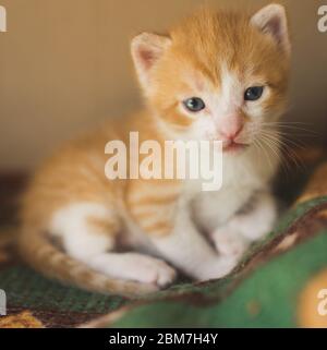 Red white newborn kitten resting on the bed Stock Photo