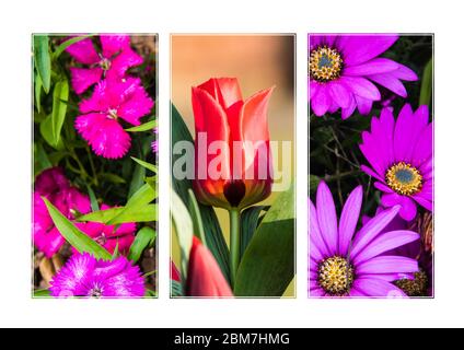 Triptych of Flowers growing in a Country Garden. Stock Photo