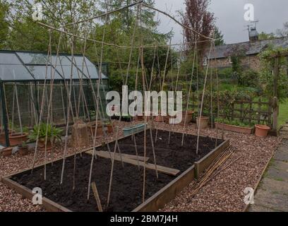 Home Made Bamboo Cane Wigwam for Growing Climbing Vegetables and Plants in a Raised Bed on an Allotment in a Vegetable Garden in Rural Devon, England, Stock Photo