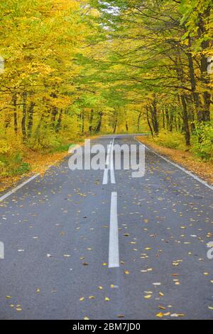 Narrow winding road in yellow autumn forest, with fallen leaves on the road Stock Photo
