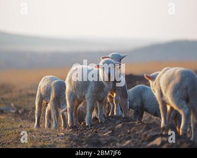 Young lamb being curious Stock Photo - Alamy