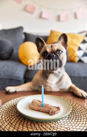 French bulldog with a steak on a plate Stock Photo