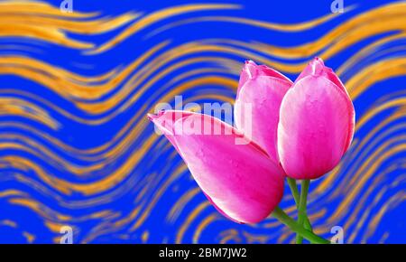 Three red tulips on a background of wavy lines of blue and yellow for wallpaper Stock Photo