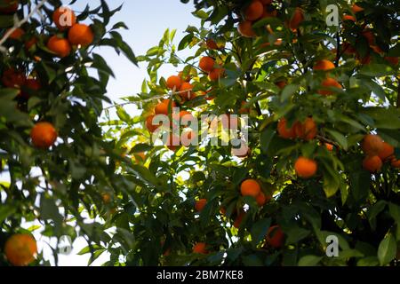 Beautiful orange tree with fully grown oranges in city of Seville, Spain at sunset Stock Photo