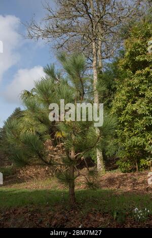 Spring Foliage of an Evergreen Conifer Hartweg's or Mexican Mountain Pine Tree (Pinus hartwegii) Growing in a Pinetum in England, UK Stock Photo
