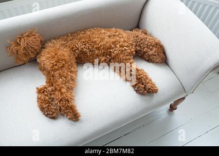An adorable apricot-colour miniature poodle puppy sleeping on a sofa Stock Photo