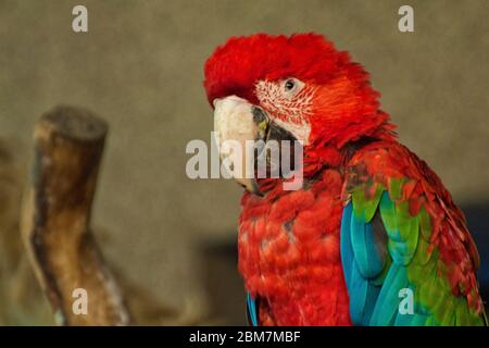 a colorful green winged macaw Stock Photo