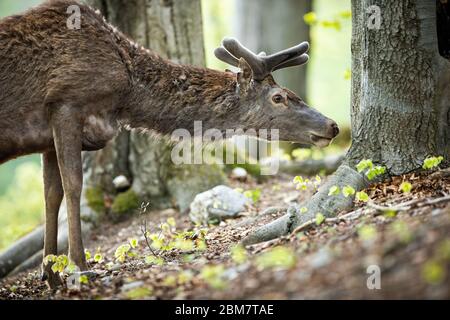 Close-up of an interested red deer stag sniff for smell low above ground Stock Photo
