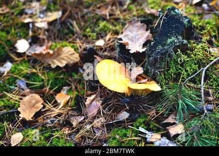 yellow poisonous yellow mushroom growing on an old rotten tree, green moss old stump forest autumn, close-up Stock Photo