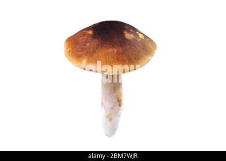 Natural porcini mushroom on a white background. Edible mushroom with a brown hat, isolate close-up Stock Photo