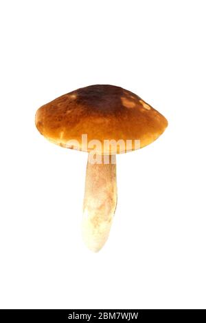Natural porcini mushroom on a white background. Edible mushroom with a brown hat, isolate close-up Stock Photo
